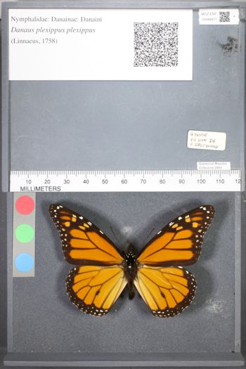 Media type: image;   Entomology 89477